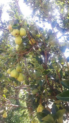 pera_val fig1.jpg