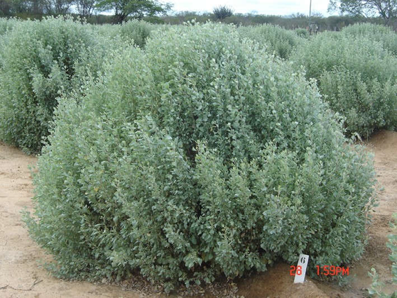Figura 1. Cultivos de Erva-sal_Atriplex nummularia)_ Fonte - CERQUEIRA, et. al., 2021.png