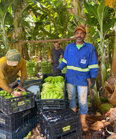 Figura 2. Produtor Ivanilton Leonardo dos Santos em Projeto Pública de Irrigação de Mirorós_Ibipeba-BA..png Figura 2. Produtor Ivanilton Leonardo dos Santos em Projeto Pública de Irrigação de Mirorós_Ibipeba-BA..png