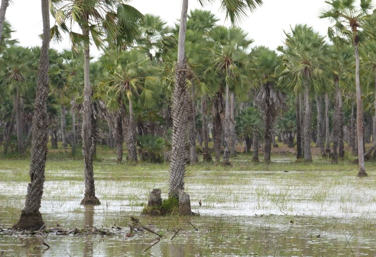 Campos da baixada maranhense.JPG