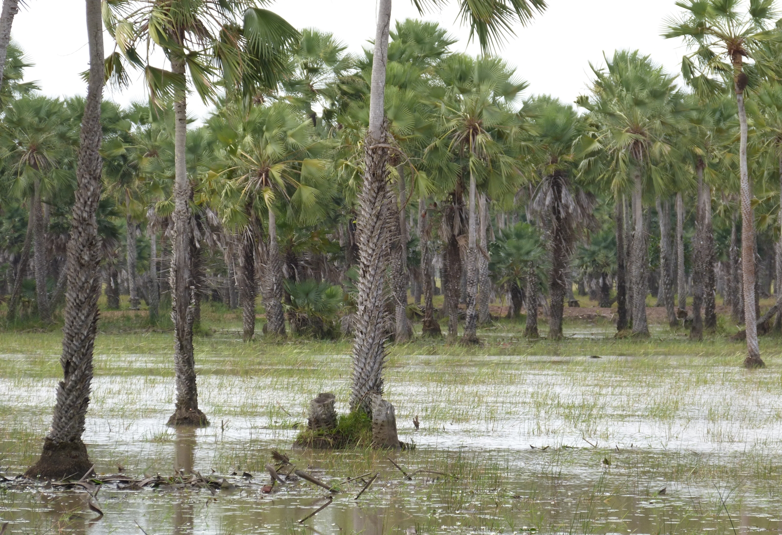 Campos da baixada maranhense.JPG
