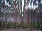 plantio-suzano160
