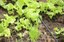 160irrigacao_canteiro-horta