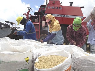 Rizicultura