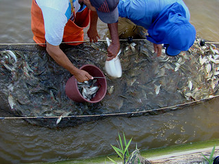 Peixamento 2