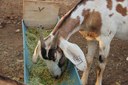 Animais