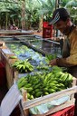banana