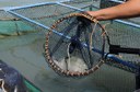 Peixes