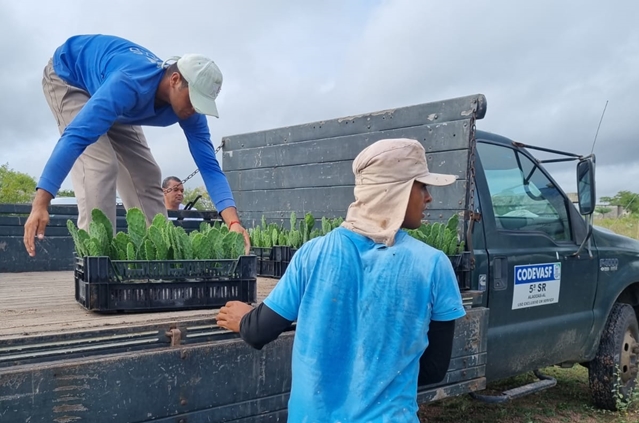 Codevasf e Incra incluem assentamentos de Alagoas em projeto de palma forrageira resistente à cochonilha 1.jpg