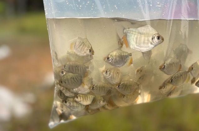 Bacia do rio Araguaia recebe primeiro repovoamento com peixes de espécies nativas.jpeg