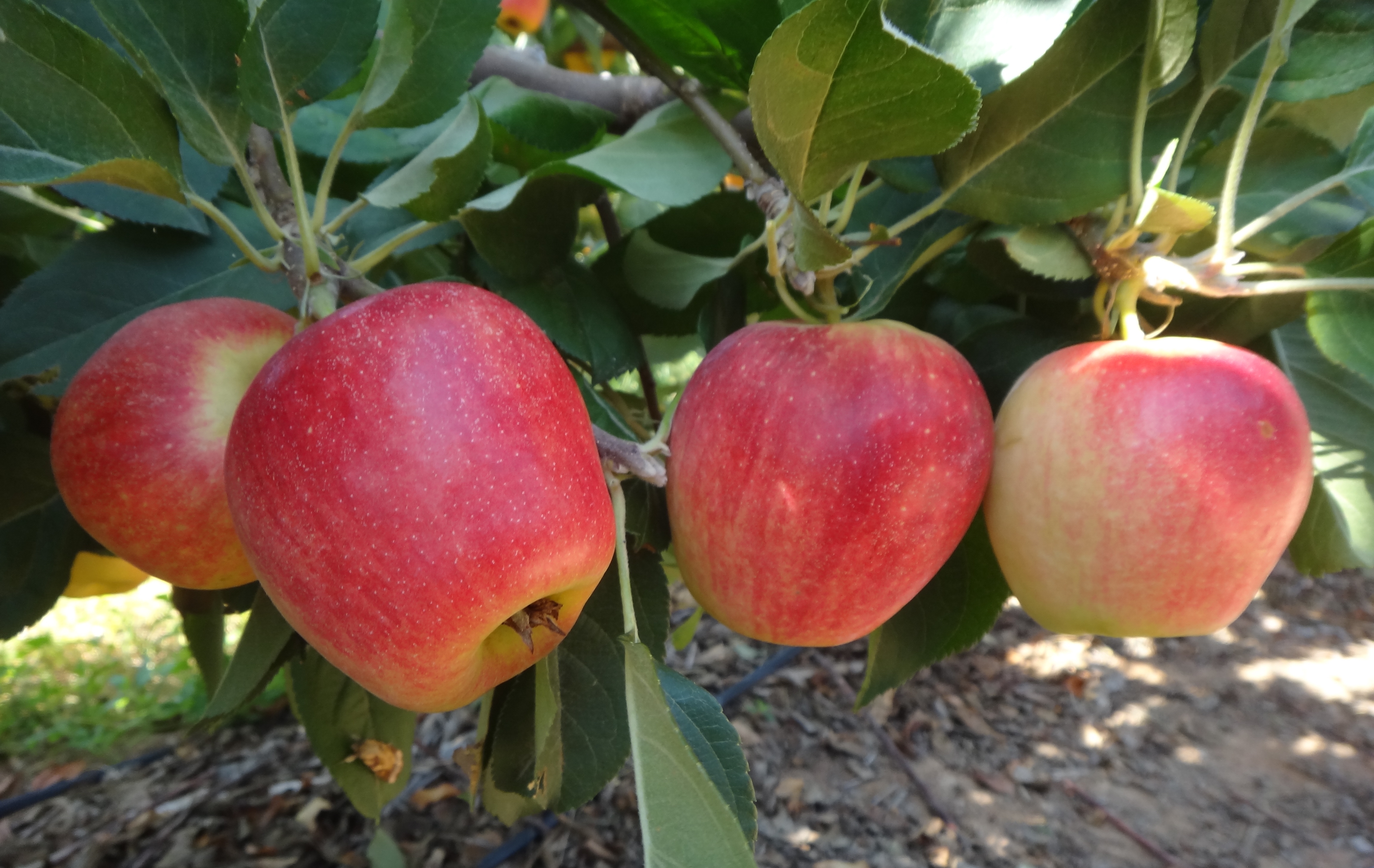 Capacitação estimula produção de frutas de climas temperado e subtropical no semiárido brasileiro 2.JPG