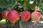 Capacitação estimula produção de frutas de climas temperado e subtropical no semiárido brasileiro.JPG