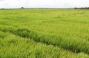 Arroz 01