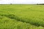 Arroz 01