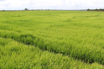 Arroz 01