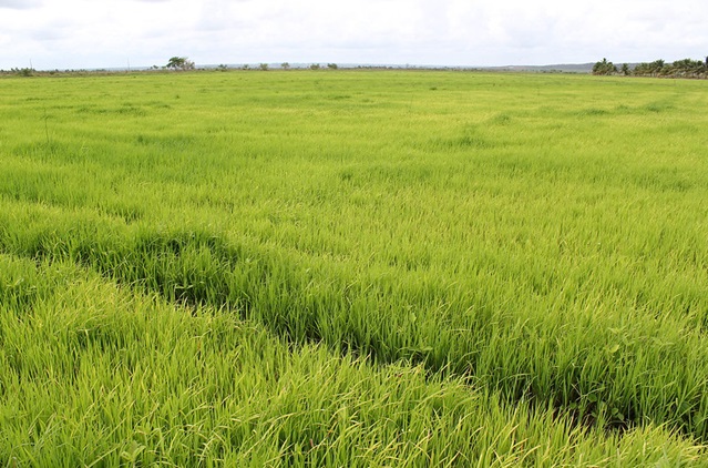 Arroz 01