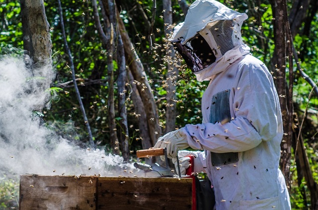 Apicultura SE