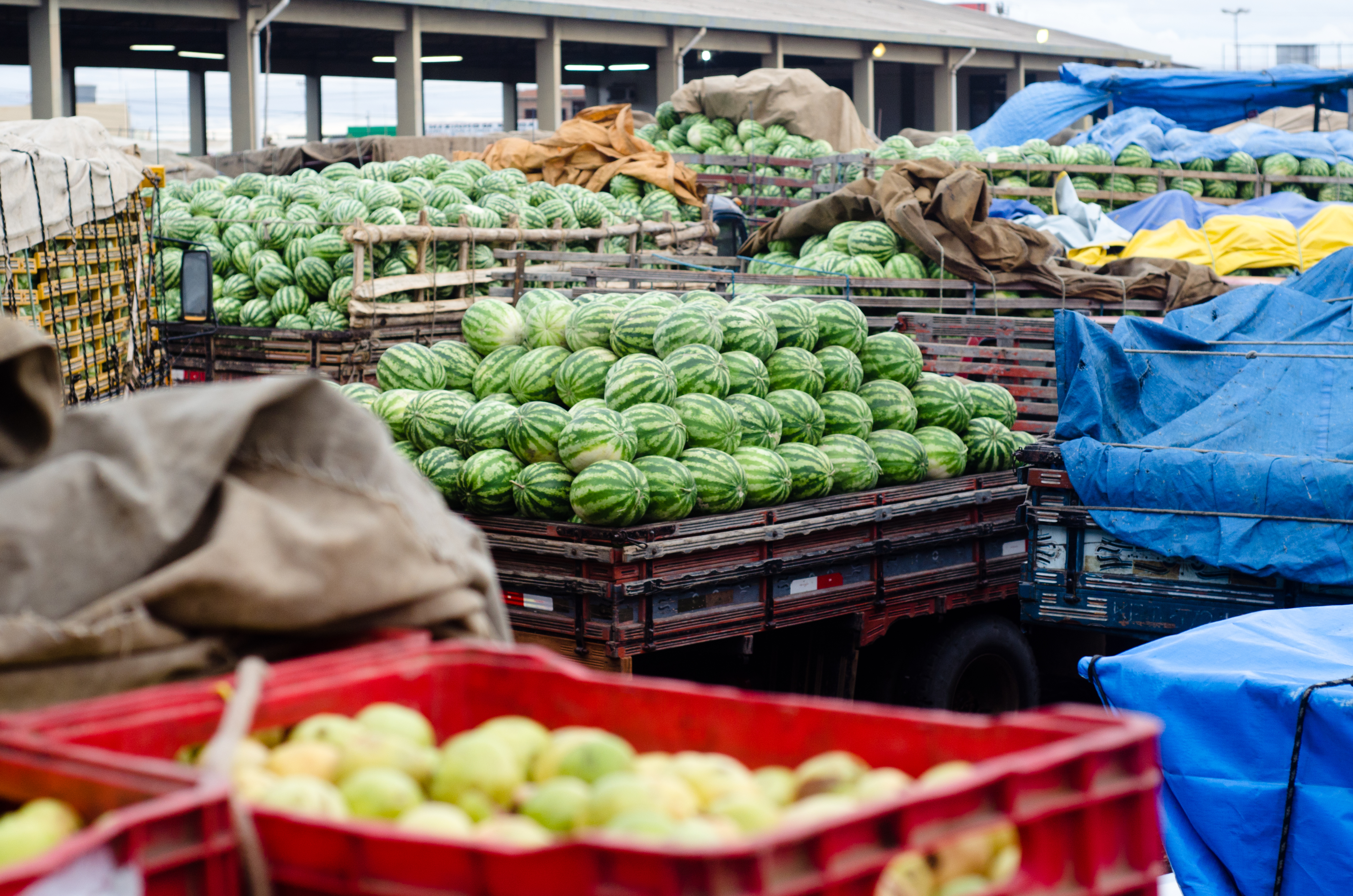 Projetos de irrigação da Codevasf produziram 4,11 milhões de toneladas de alimentos em 2023 2.jpg Projetos de irrigação da Codevasf produziram 4,11 milhões de toneladas de alimentos em 2023 2.jpg