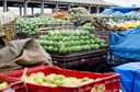 Projetos de irrigação da Codevasf produziram 4,11 milhões de toneladas de alimentos em 2023 2.jpg