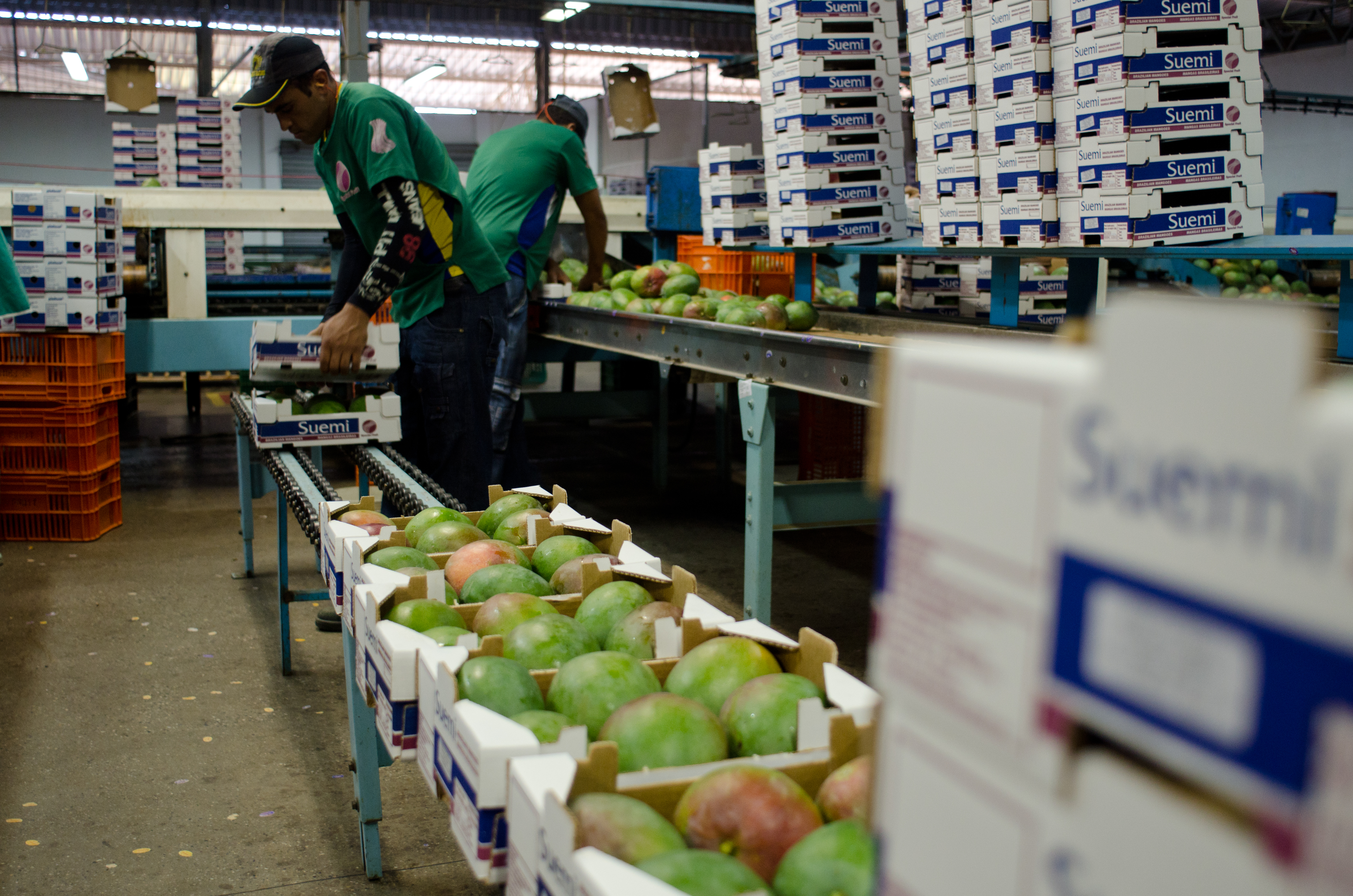 Projetos de irrigação da Codevasf produziram 4,11 milhões de toneladas de alimentos em 2023 3.jpg Projetos de irrigação da Codevasf produziram 4,11 milhões de toneladas de alimentos em 2023 3.jpg