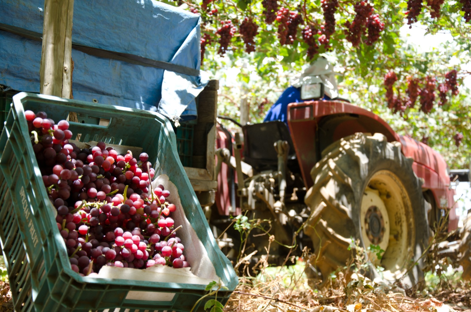 Projetos de irrigação da Codevasf produziram 4,11 milhões de toneladas de alimentos em 2023 5.jpg Projetos de irrigação da Codevasf produziram 4,11 milhões de toneladas de alimentos em 2023 5.jpg