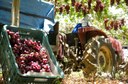 Projetos de irrigação da Codevasf produziram 4,11 milhões de toneladas de alimentos em 2023 5.jpg