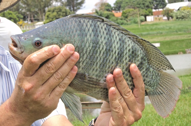 FENACAM 25