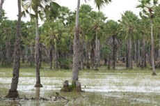Área alagada com palmeiras altas e vegetação rasteira, típica dos campos da baixada maranhense.