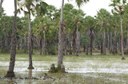 Campos da baixada maranhense - Capa.JPG