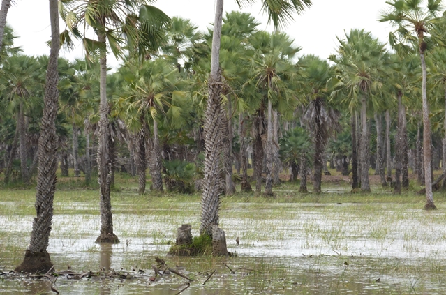 Campos da baixada maranhense - Capa.JPG