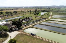 Vista aérea de um centro de aquicultura com viveiros escavados e tanques de cultivo dispostos em fileiras paralelas. À esquerda, há prédios administrativos e técnicos cercados por áreas verdes e palmeiras. Um grupo de pessoas com uniformes azuis está reunido próximo a um dos viveiros.