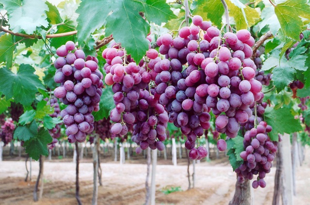uva irriga