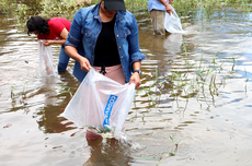 Peixamentos com 110 mil alevinos fortalecem pesca em comunidades na Bahia