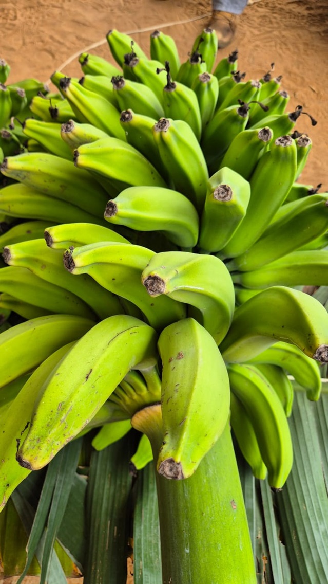 Banana Baixio 02