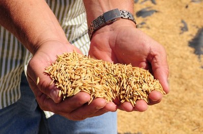 Arroz 01 2024