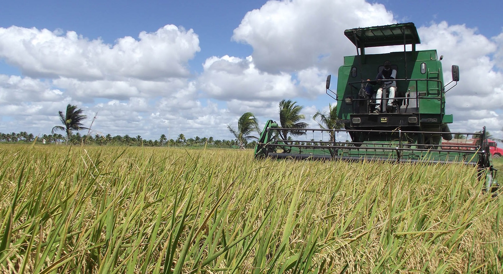 Arroz 02 2024 Arroz 02 2024