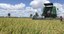 Arroz 02 2024