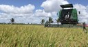 Arroz 02 2024