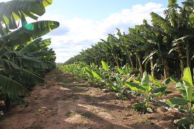 Banana