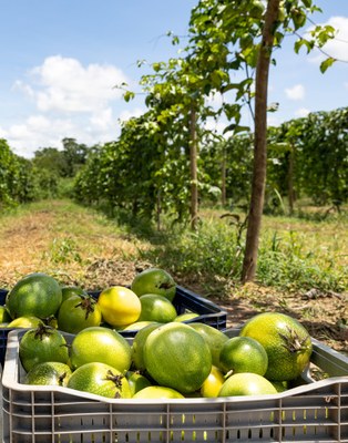 Plantacao de maracuja em Flores de Goias