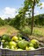 Plantacao de maracuja em Flores de Goias