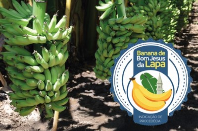 Selo banana