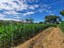 Dia de campo 2