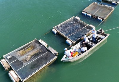 Tanques-redes em Tocantins