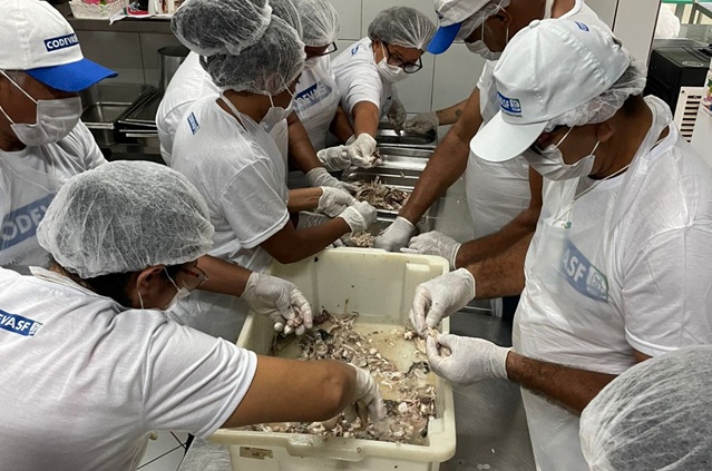 Beneficiamento de pescado na Bahia