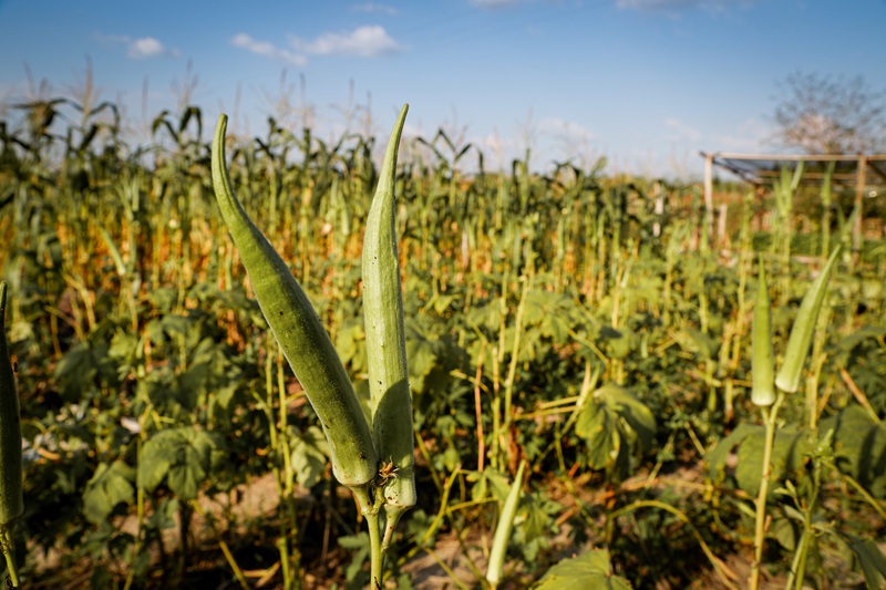 Irrigação produtos agrícolas Irrigação produtos agrícolas