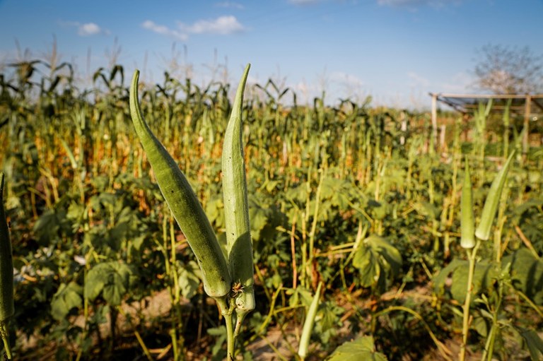 Irrigação produtos agrícolas