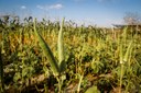 Irrigação produtos agrícolas