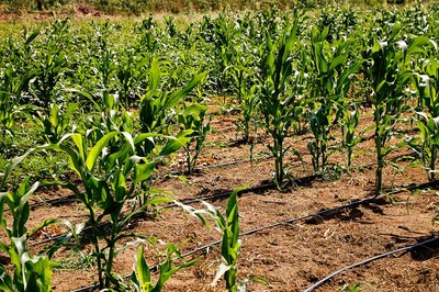 Plantação_Maranhão