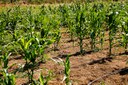 Plantação_Maranhão